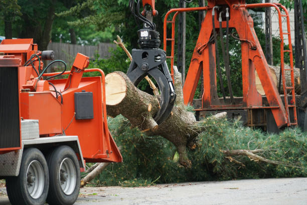 Trusted Palmview South, TX  Tree Services Experts