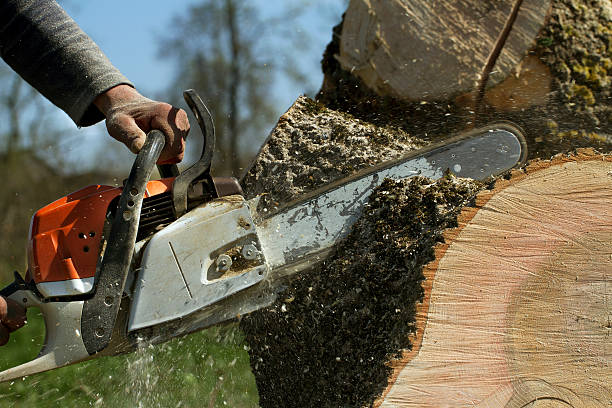 How Our Tree Care Process Works  in  Palmview South, TX